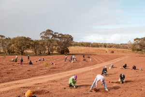 People planting tress in a field and open sky in the background