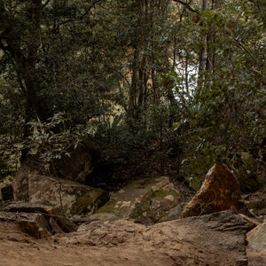 Rocks and trees in a forest setting in Nowra, NSW.