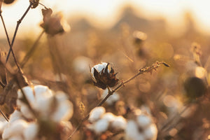 Cotton plant with mature cotton bolls against a blurred natural background