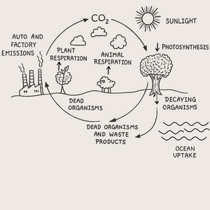 Diagram of the carbon cycle with various processes and elements labeled.