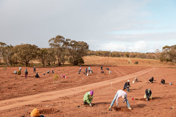 People planting tress in a field and open sky in the background
